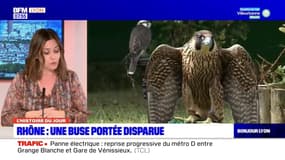 Rhône: Xena, une buse, est portée disparue autour du Groupama stadium