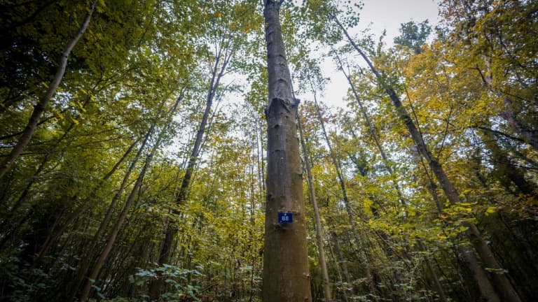 Les forêts métropolitaines ont absorbé 39 millions de tonnes de CO2 par an en moyenne sur la période 2014-2022, selon l'IGN, contre 63 sur la période 2005-2013.