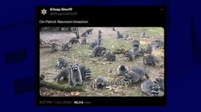 Capture écran d'un tweet montrant plus d'une centaine de ratons laveurs dans l'État de Washington (États-Unis) le 7 octobre 2024