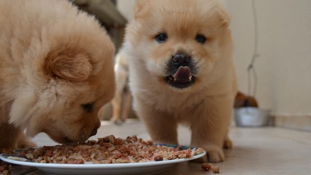 L’obésité ne touche pas seulement les humains, votre chien peut aussi faire face à ce problème.