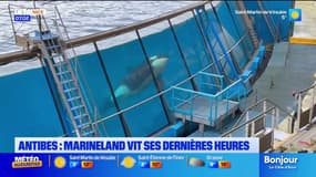 "Une nécessité", "un peu triste"... le parc Marineland d'Antibes vit ses dernières heures 