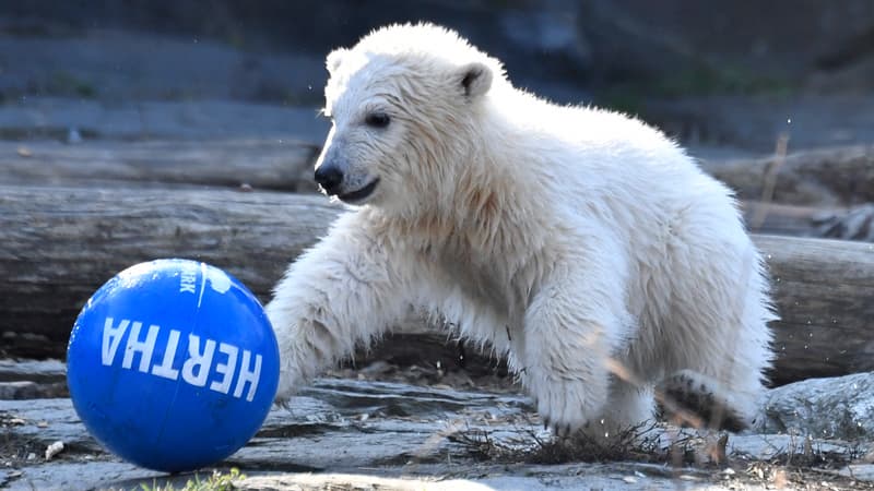 L'oursonne Hertha joue avec une balle à son nom, le 2 avril 2019 au zoo de Berlin, en Allemagne. 