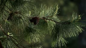 Un pin dans le Var. (Photo d'illustration)