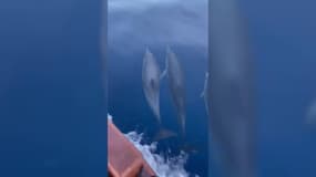 Des dauphins observés au Cap de Nice