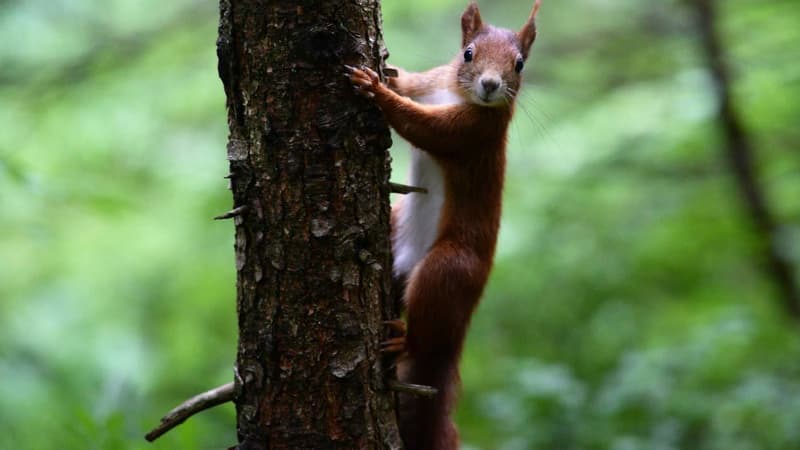Les écureuils ont volé 48 barres chocolatées pendant l'automne (photo d'illustration)