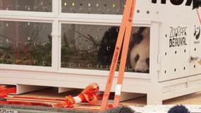 L'un des deux pandas dans sa cage en direction de la Chine lors de son départ de France, le 25 novembre 2025.