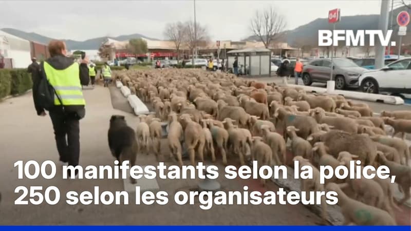 Colère agricole: des centaines de moutons lâchés sur le parking d'un supermarché à Aubagne