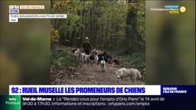 Rueil-Malmaison: un arrêté limite le nombre de chiens par promeneur