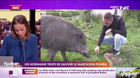 Alexis a adopté un petit marcassin, devenu gros sanglier