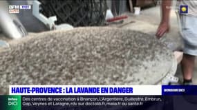 Alpes-de-Haute-Provence: la lavande en danger? 