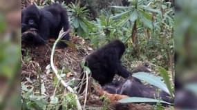 Deux gorilles restant auprès du corps d'un de leurs congénères après sa mort au Rwanda. 