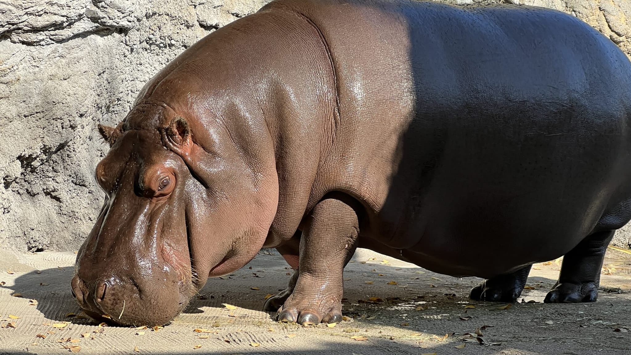 Japon: dans un zoo, un hippopotame pris par erreur pour un mâle pendant des  années