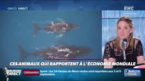 Le saviez vous? Une seule petite abeille vaudrait jusqu'à 5 milliards d'euros !