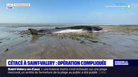 Baleine retrouvée morte à Saint-Valery-en-Caux: la marée complique les opérations