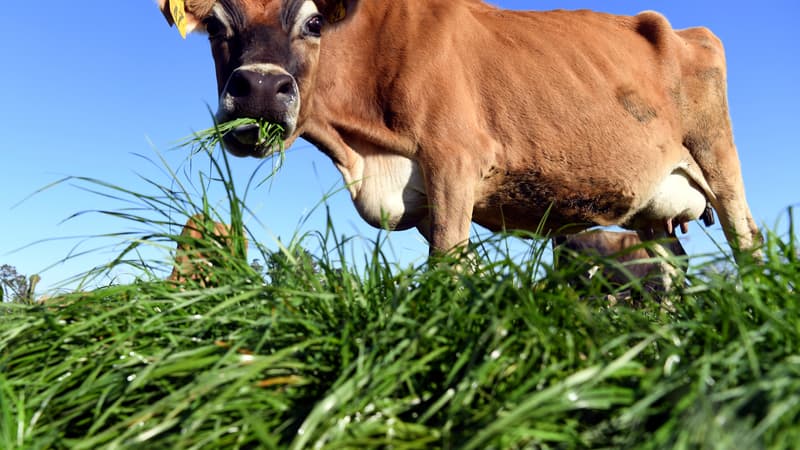La Nouvelle-Zélande confirme taxer les fermiers pour les pets et les rots des vaches
