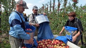 Les agriculteurs polonais, en mal de main d'oeuvre, font appel aux saisonniers ukrainiens.