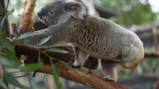 Un koala le 28 avril 2016 dans la localité côtière de Port-Macquarie en Australie Un koala le 28 avril 2016 dans la localité côtière de Port-Macquarie en Australie
