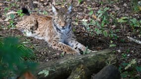 Une femelle lynx est aux aguets, dans le parc animalier de Sainte-Croix, à Rhodes (Moselle), le 29 juillet 2021.
