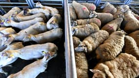 Selon l'association Peta, qui a publié une lettre ouverte, le navire transporte 16.500 têtes de bétail, essentiellement des moutons. (Photo d'illustration)