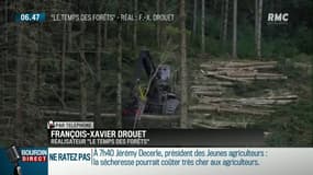 Le visage de nos forêts change à cause de l'activité humaine: "Les forêts sont devenues des usines à bois"