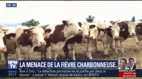 La fièvre charbonneuse menace les troupeaux des Hautes-Alpes