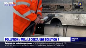 Nord: le carburant au colza, une solution environnementale?