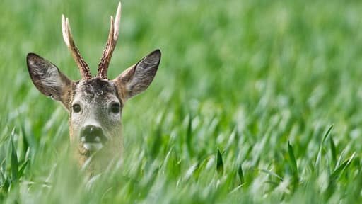 Un chevreuil qui errait dans les rues de Toulouse a été pris en chasse par les policiers et s'est réfugié à la gendarmerie. (illustration)