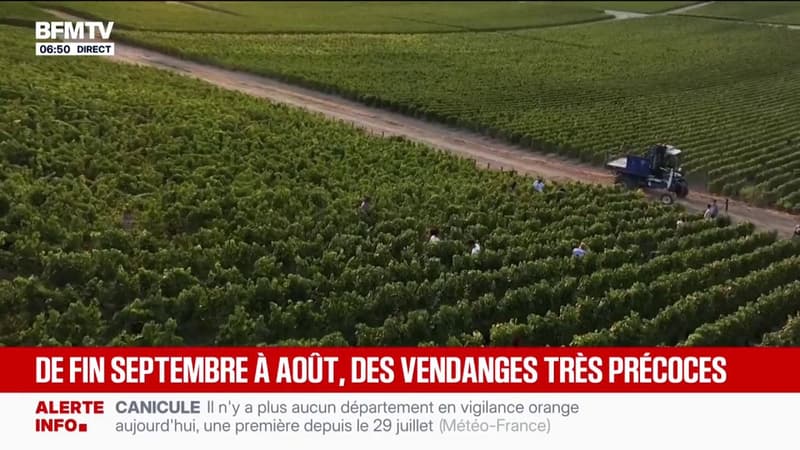 Des vendanges extrêmement précoces dans l'Aube