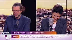 Six chats sur dix sont en surpoids, voire obèse