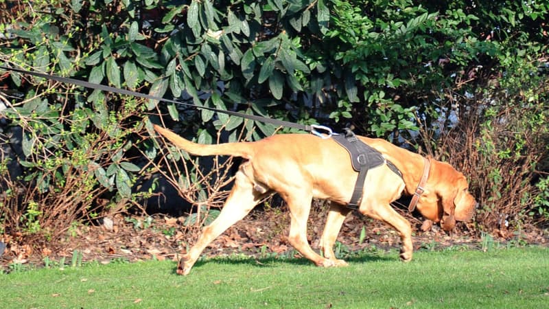 Un gendarme de la brigade cynophile et son chien participent aux recherches lors de disparitions de jeunes hommes à Lille le 22 février 2011 (photo d'illustration)