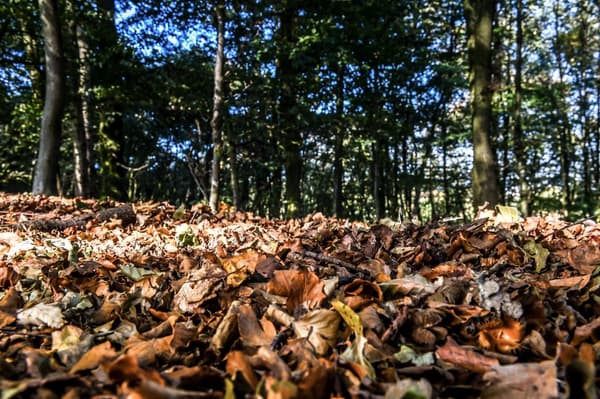 Des feuilles mortes à Godewaersvelde, dans le nord de la France. (illustration)