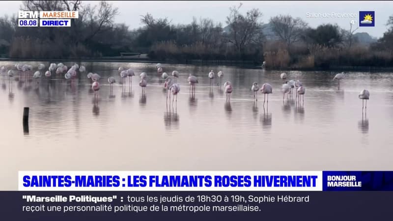 Saintes-Maries-de-la-Mer: les flamants roses en pleine parade nuptiale