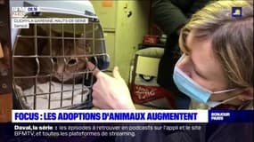 Ile-de-France: les adoptions d'animaux augmentent, les abandons aussi