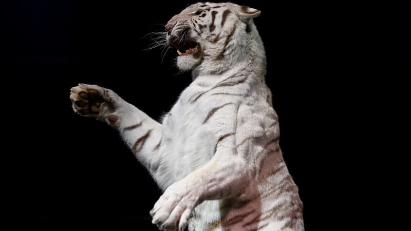 Un tigre blanc, image d'illustration.
