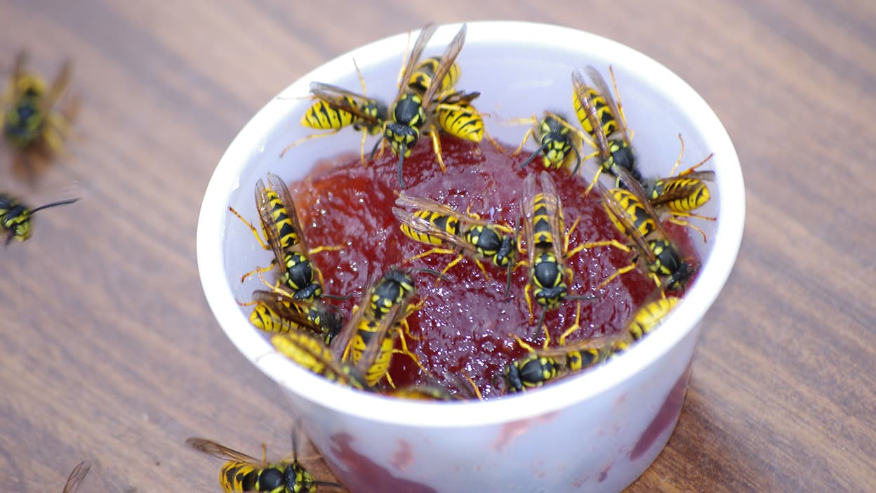 Guepes Abeilles Frelons Comment Les Differencier