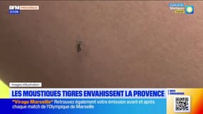 Les moustiques tigres envahissent la Provence