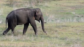 Un éléphant sauvage au Sri Lanka, dans le parc national d'Udawalawe, le 7 juillet 2017. (Photo d'illustration)