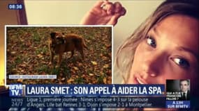 La colère de Laura Smet sur BFMTV contre les abandons d'animaux