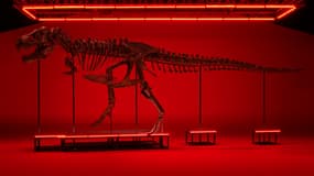 Le squelette de T-REX Trinity aux enchères chez Koller.