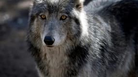 Un nouveau plan loup a été dévoilé lundi 18 septembre à Lyon. Image d'illustration