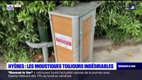Var: les moustiques toujours très nombreux, les municipalités s'organisent