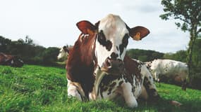 Oreillette, vache Normande élevée dans l'Orne, sera l'égérie de l'édition 2024 du Salon de l'agriculture à Paris.