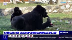 Vague de chaleur: des glaces pour les animaux du zoo