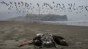 Un pélican suspecté d'être mort de la grippe aviaire sur un plage de Lima au Pérou le 1er décembre 2022