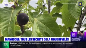 Manosque: découvrez les secrets de la figue