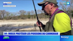 Alpes-de-Haute-Provence: une régulation demandée pour protéger les poissons du cormoran