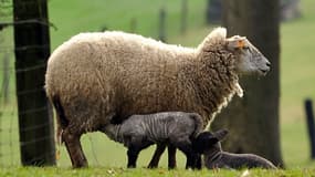 Des brebis sont mortes après une attaque de loup dans les Alpes-de-Haute-Provence (photo d'illustration)