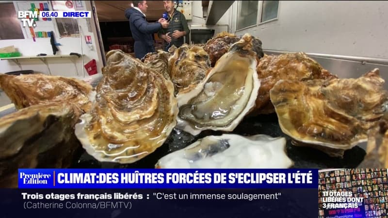 Des ostréiculteurs demandent à ne plus produire la variété d'huîtres Marennes d'Oléron l'été, à cause du réchauffement climatique
