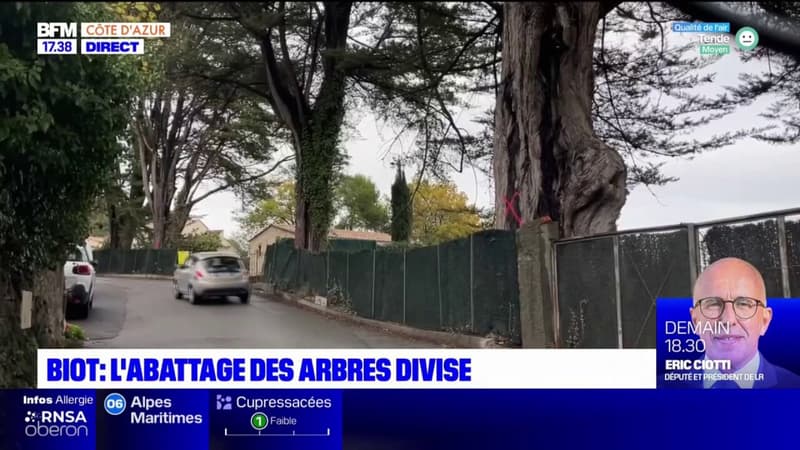 Biot: pourquoi l'abattage de quatre arbres divise les habitants?