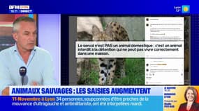 Animaux sauvages illégaux : les saisies chez des particuliers augmentent